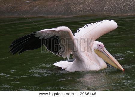 그레이트 화이트 펠리 칸-Pelecanus Onocrotalus
