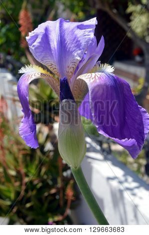 Beautiful garden flowers summer flower background in crèta