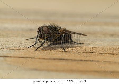 House Fly
