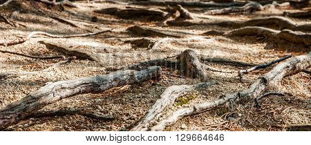 The picture was taken in a pine forest in the mountain resort of Borovoye in Kazakhstan. In the photo the roots of old pine trees which eventually came to the surface
