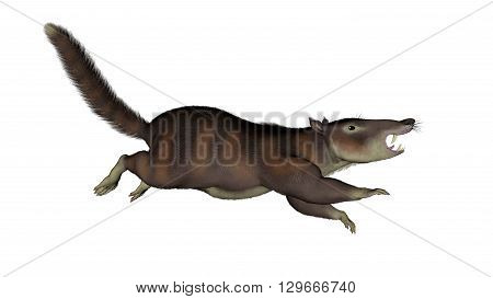Cronopio dentiacutus prehistoric mammal running isolated in white background - 3D render