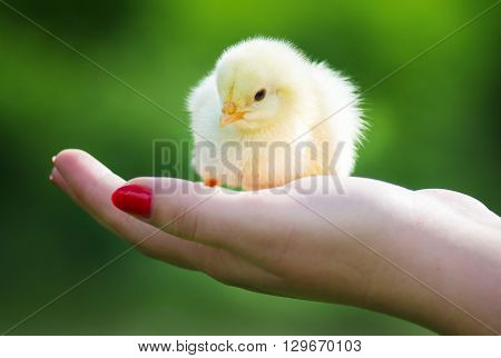 Man holding a small newly hatched yellow Chicken in a hand.The little chick in hands.