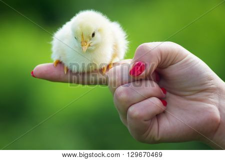Holding a small newly hatched yellow Chicken.The little chick in hands.