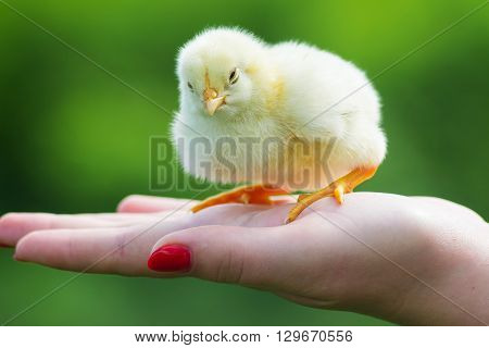 Holding a small newly hatched yellow Chicken.The little chick in hands.