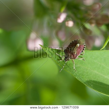 Bedbug in grenn blurry natural background on spring time, vivid nature