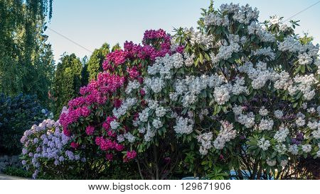 The state flower of Washington grows big in Burien Washington.