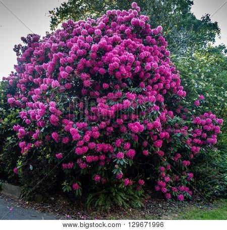 The state flower of Washington grows big in Burien Washington.