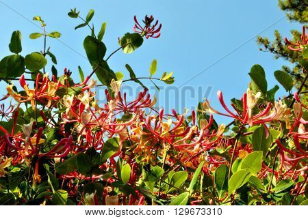 A Lonicera pericylmenum Latin name Honeysuckle, flowers