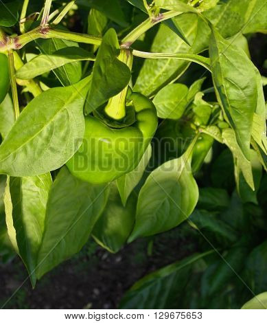 A fresh green bell pepper hanging a plant in the garden overhead view.