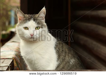 stray siberian cat on the rural country block house background coseup portrait