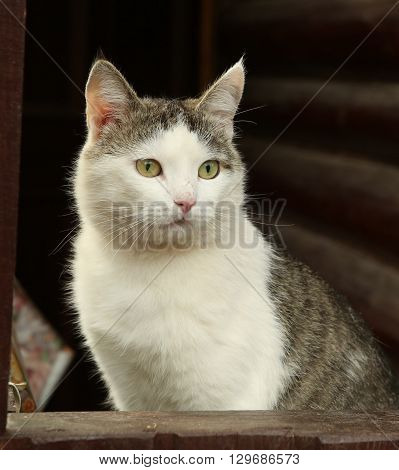 stray siberian cat on the rural country block house background coseup portrait