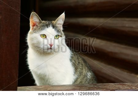 stray siberian cat on the rural country block house background coseup portrait