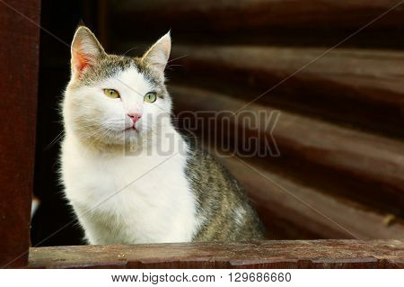 stray siberian cat on the rural country block house background coseup portrait