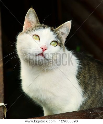 stray siberian cat on the rural country block house background coseup portrait