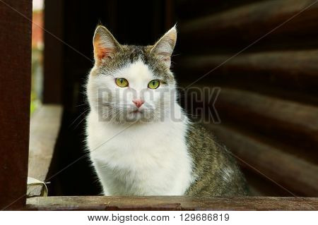 stray siberian cat on the rural country block house background coseup portrait