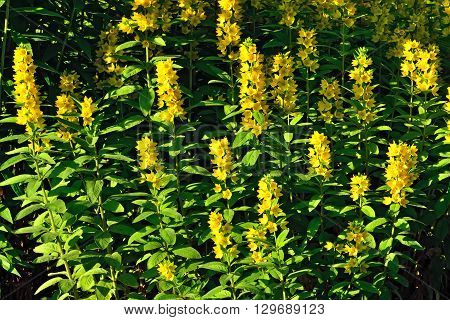 Garden yellow loosestrife. Beautiful yellow flowers closeup