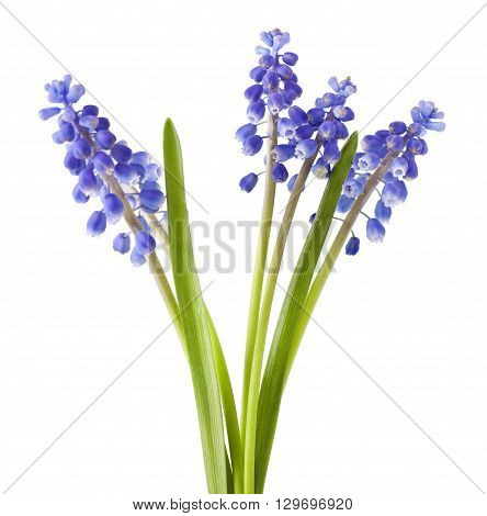 fresh muscari grape hyacinth flowers isolated on white background