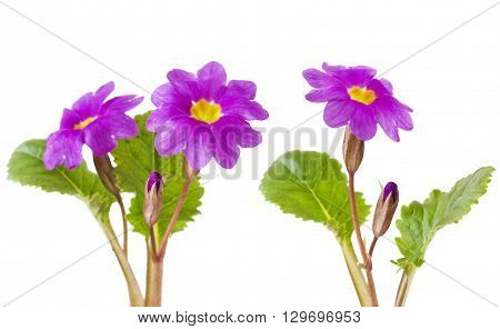 Purple primula flowers on a white background