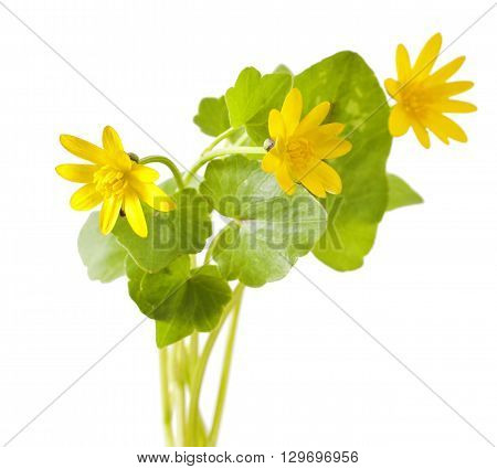First spring flowers - Marsh Marigold (Caltha palustris) on white background