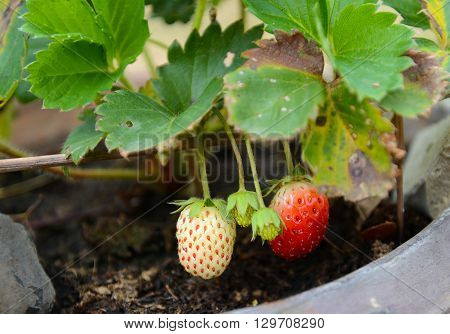 Growing Strawberries in Tropical Climates with an average temperature of 30c in Roiet Province Thailand