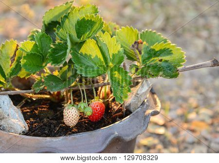 Growing Strawberries in Tropical Climates with an average temperature of 30c in Roiet Province Thailand