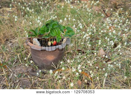 Growing Strawberries in Tropical Climates with an average temperature of 30c in Roiet Province Thailand