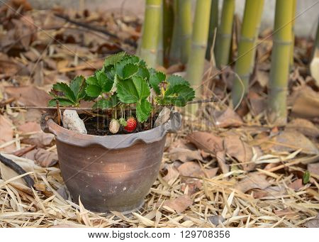 Growing Strawberries in Tropical Climates with an average temperature of 30c in Roiet Province Thailand