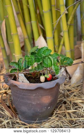 Growing Strawberries in Tropical Climates with an average temperature of 30c in Roiet Province Thailand