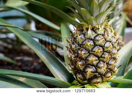 Young pineapple plant still in soil, in cloesup view. Pineapples belong to the Bromeliaceae Scientific Family.