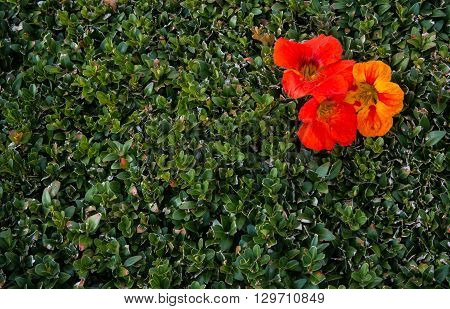 Three bright and colorful flowers on a green bush.