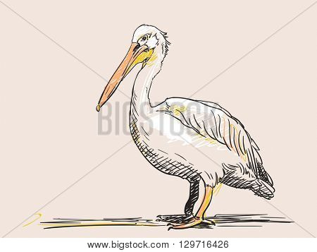 Hand drawn sketch of pelican