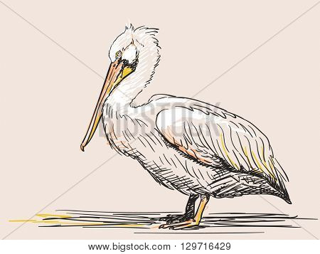 Hand drawn sketch of pelican