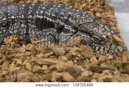Black and white tegu Argentine giant tegu Tupinambis merianae in a glass cage