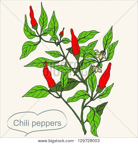 Chili peppers bush With Leaves vector hand drawn illustration. Contour outline style. It can be used for package in organic ecological stile or for other goals like decorative design elements.