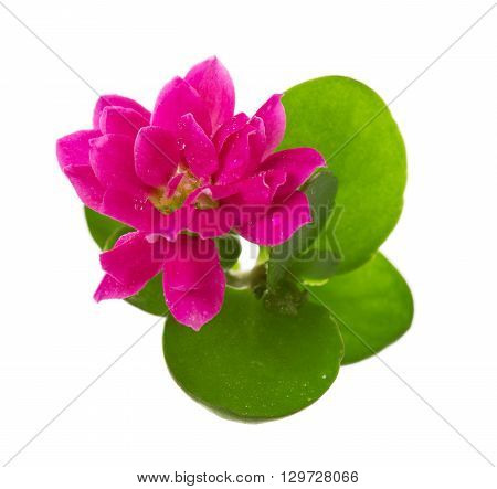 Flower decorative Kalanchoe close-up with water drops isolated on white background