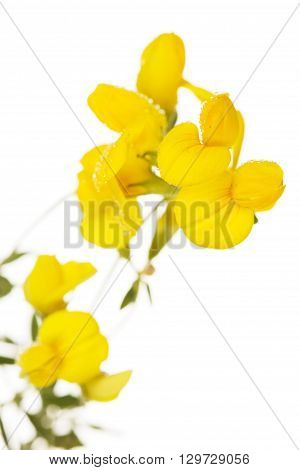 toadflax plant macro isolated on white background, Linaria vulgaris