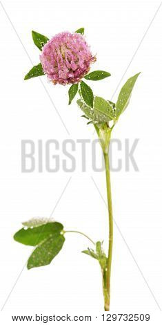 Clover with dew drops isolated on white background