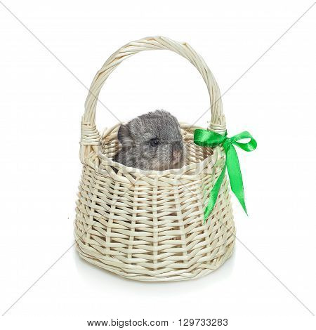 Chinchilla baby sitting in basket isolated over white background. Copy space.