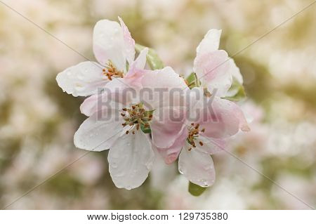 Closeup of blooming apple twig covered by water drops. Beautiful flower blossomed apple springtime.Flowers of apple with water drops. Beautiful spring apple-tree flowers backgroundSoft focus. Pink apple tree blossoms and water drops.