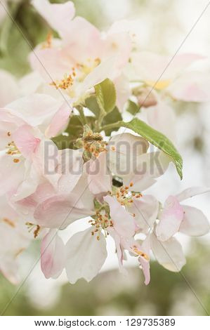 Closeup of blooming apple twig covered by water drops. Beautiful flower blossomed apple springtime.Flowers of apple with water drops. Beautiful spring apple-tree flowers backgroundSoft focus. Pink apple tree blossoms and water drops.