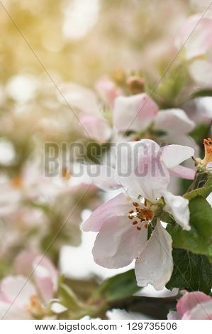 Closeup of blooming apple twig covered by water drops. Beautiful flower blossomed apple springtime.Flowers of apple with water drops. Beautiful spring apple-tree flowers backgroundSoft focus. Pink apple tree blossoms and water drops.