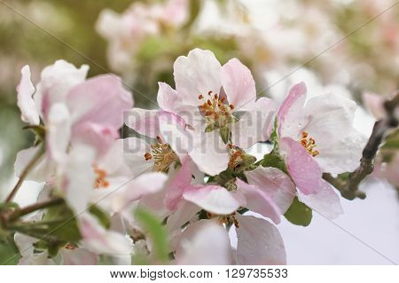Closeup of blooming apple twig covered by water drops. Beautiful flower blossomed apple springtime.Flowers of apple with water drops. Beautiful spring apple-tree flowers backgroundSoft focus. Pink apple tree blossoms and water drops.