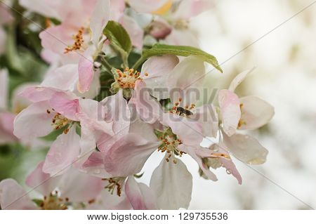 Closeup of blooming apple twig covered by water drops. Beautiful flower blossomed apple springtime.Flowers of apple with water drops. Beautiful spring apple-tree flowers backgroundSoft focus. Pink apple tree blossoms and water drops.