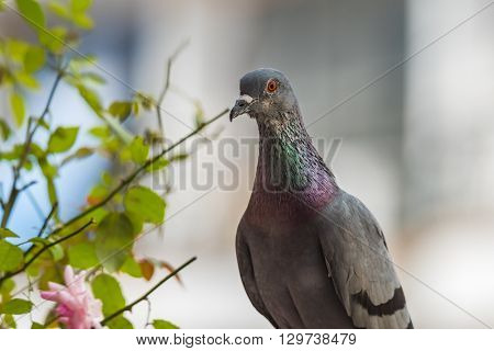 The rock dove or rock pigeon is a member of the bird family Columbidae. In common usage, this bird is often simply referred to as the 