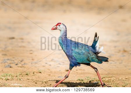 Grey-headed swamphen is a species of swamphen occurring from the Middle East and the Indian subcontinent to southern China and northern Thailand