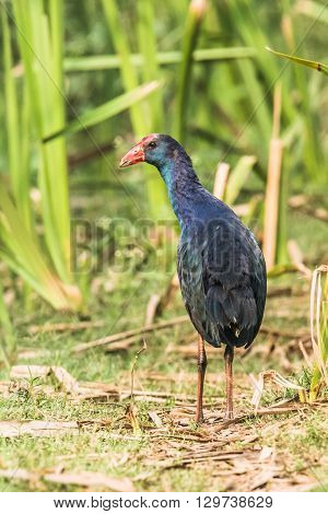 Grey-headed swamphen is a species of swamphen occurring from the Middle East and the Indian subcontinent to southern China and northern Thailand