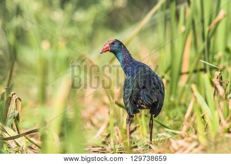 Grey-headed swamphen is a species of swamphen occurring from the Middle East and the Indian subcontinent to southern China and northern Thailand