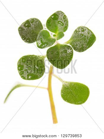 Green sprout with dew drops close-up isolated on white background