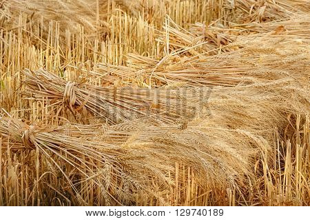 Wheat sheaves at the harvest in the field