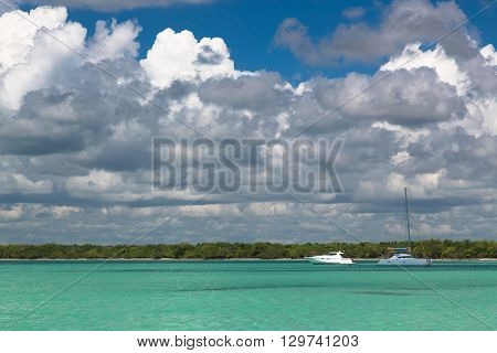 Coconut trees reflected in the Caribean sea